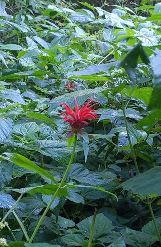 Scarlet beebalm