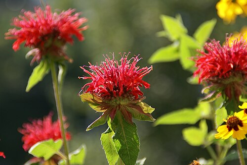 Scarlet beebalm: Monarda didyma at a balcony in Heidelberg, Germany