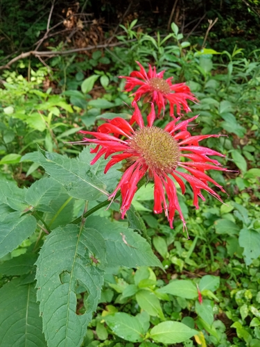 Scarlet beebalm (Monarda didyma)
