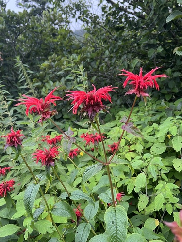 Scarlet beebalm (Monarda didyma)