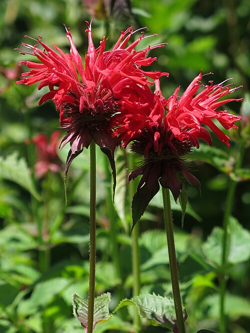 Scarlet beebalm: Monarde, Indianernesse oder Goldmelisse, wird gern von Kolibris besucht, zum Nektarnaschen