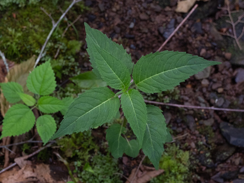 Scarlet beebalm (Monarda didyma)