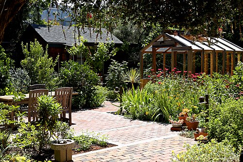 Scarlet beebalm: Indiandernessel vor Gewächshaus in einem Cottagegarten in Berkeley