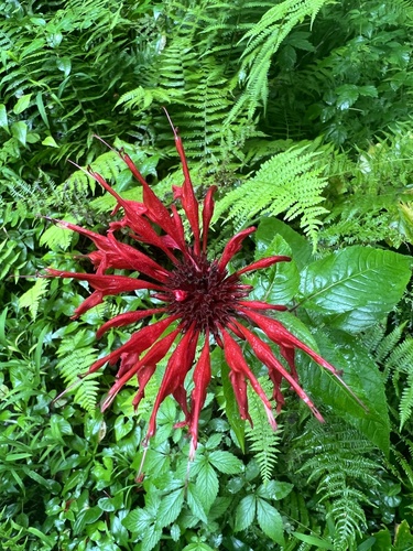 Scarlet beebalm (Monarda didyma)