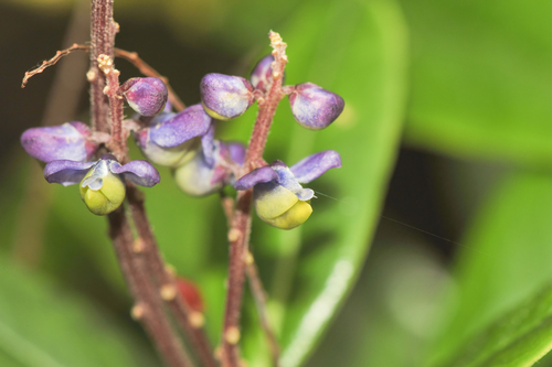Monnina cacumina (Monnina cacumina)