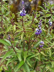 Monnina costaricensis (Monnina costaricensis)