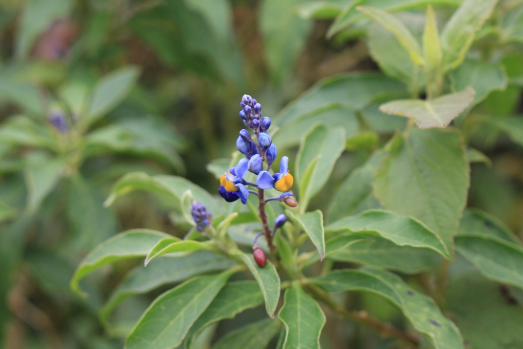Monnina costaricensis (Monnina costaricensis)