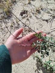 Monnina cuneata (Monnina cuneata)