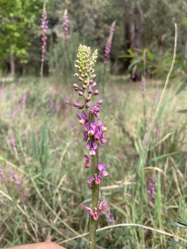 Monnina cuneata (Monnina cuneata)
