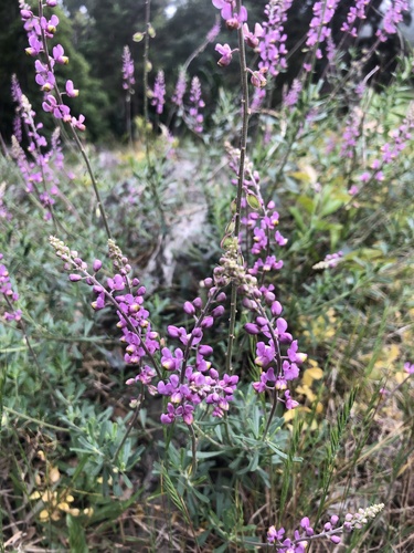 Monnina cuneata (Monnina cuneata)