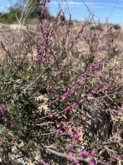 Monnina cuneata (Monnina cuneata)