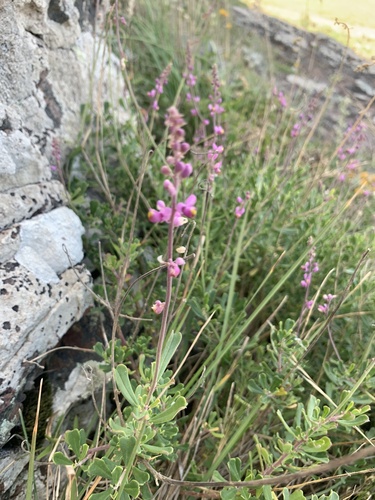 Monnina cuneata (Monnina cuneata)