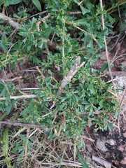 Monnina cuneata (Monnina cuneata)