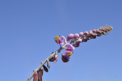 Monnina cuneata (Monnina cuneata)