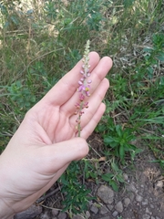 Monnina cuneata (Monnina cuneata)