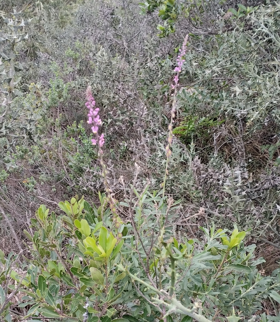 Monnina cuneata (Monnina cuneata)