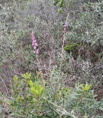 Monnina cuneata (Monnina cuneata)