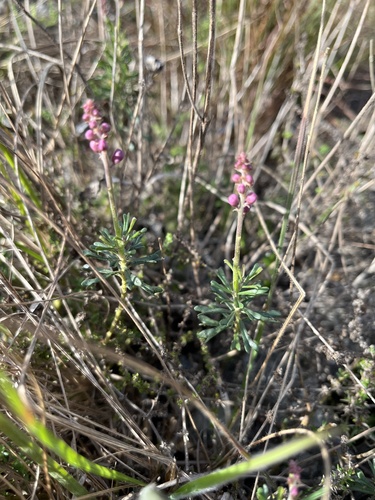 Monnina cuneata (Monnina cuneata)