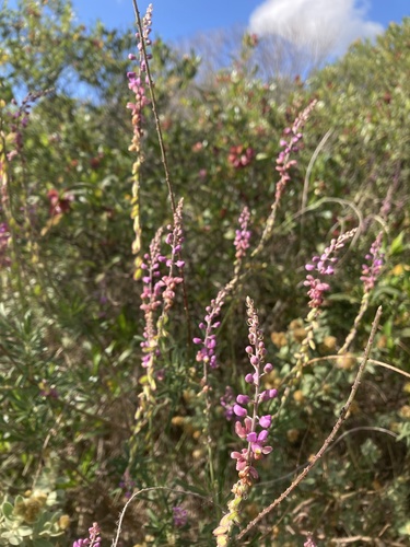 Monnina cuneata (Monnina cuneata)