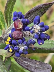 Monnina equatoriensis (Monnina equatoriensis)