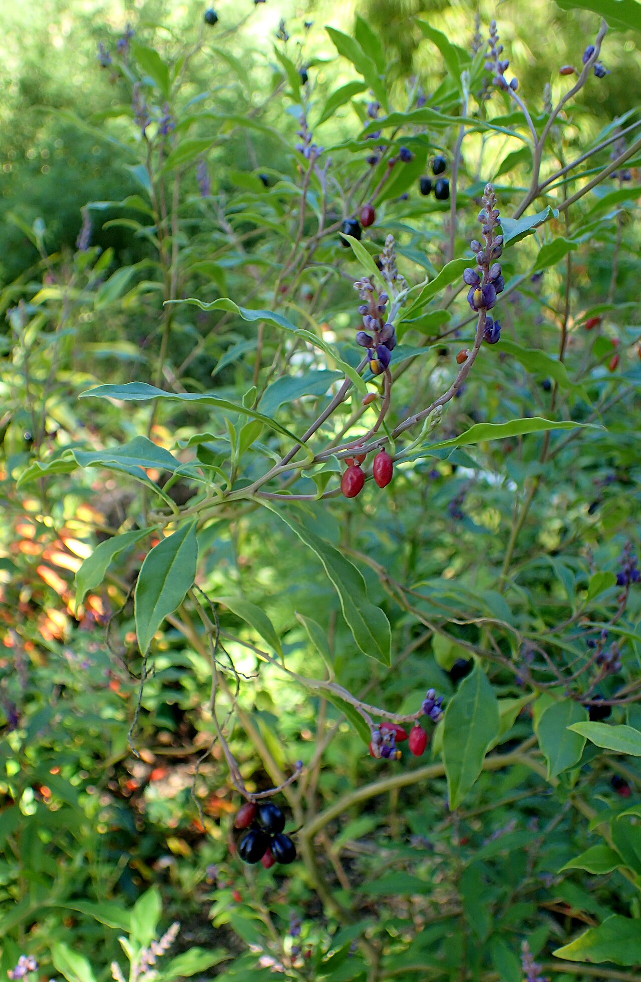 Monnina guatemalensis: Monnina guatemalensis in the San Francisco Botanical Garden