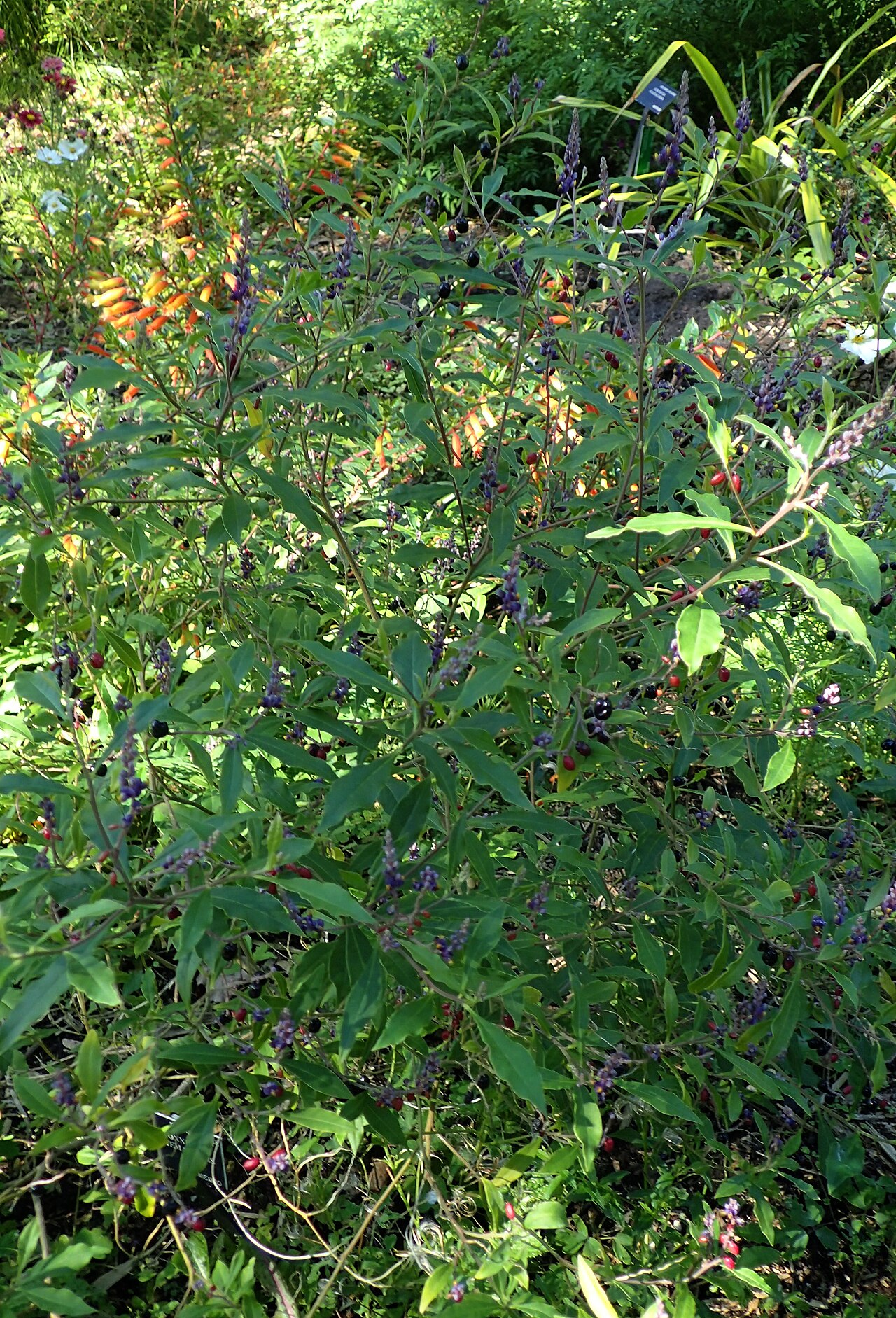 Monnina guatemalensis: Monnina guatemalensis in the San Francisco Botanical Garden