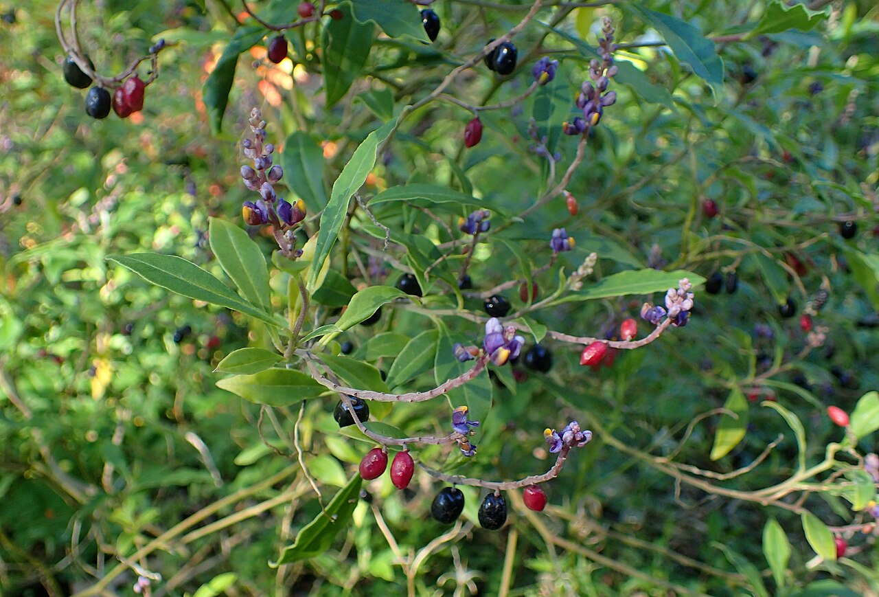 Monnina guatemalensis: Monnina guatemalensis in the San Francisco Botanical Garden