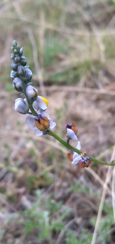 Monnina linearifolia (Monnina linearifolia)