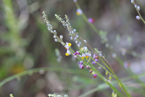 Monnina linearifolia (Monnina linearifolia)