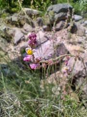Monnina linearifolia (Monnina linearifolia)