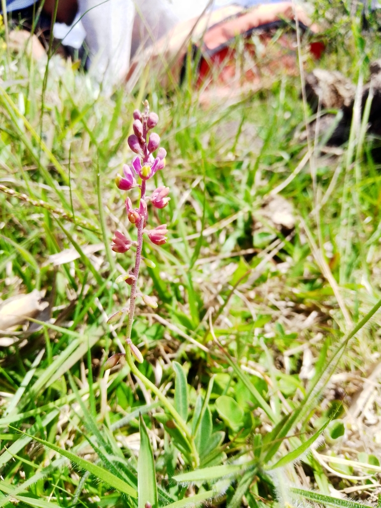 Monnina oblongifolia (Monnina oblongifolia)
