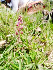 Monnina oblongifolia (Monnina oblongifolia)
