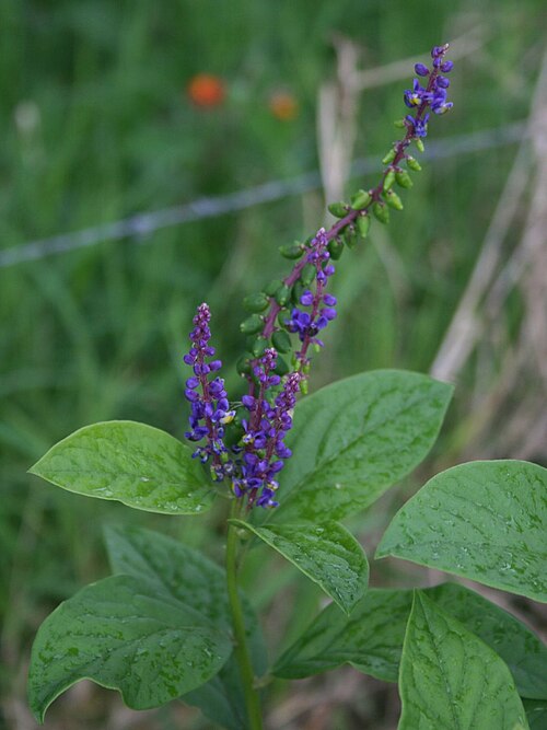 Monnina parasylvatica: Monnina parasylvatica , Kreuzblumengewächse (Polygalaceae) - Costa Rica: Prov. Cartago, Orosi