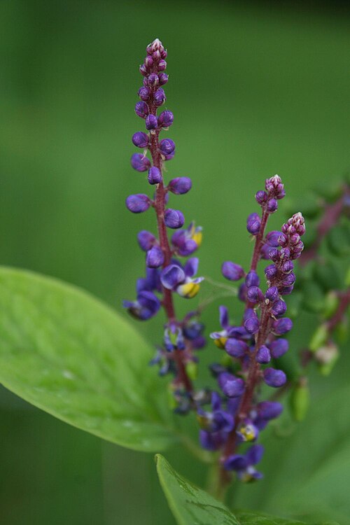 Monnina parasylvatica: Monnina parasylvatica , Kreuzblumengewächse (Polygalaceae) - Costa Rica: Prov. Cartago, Orosi