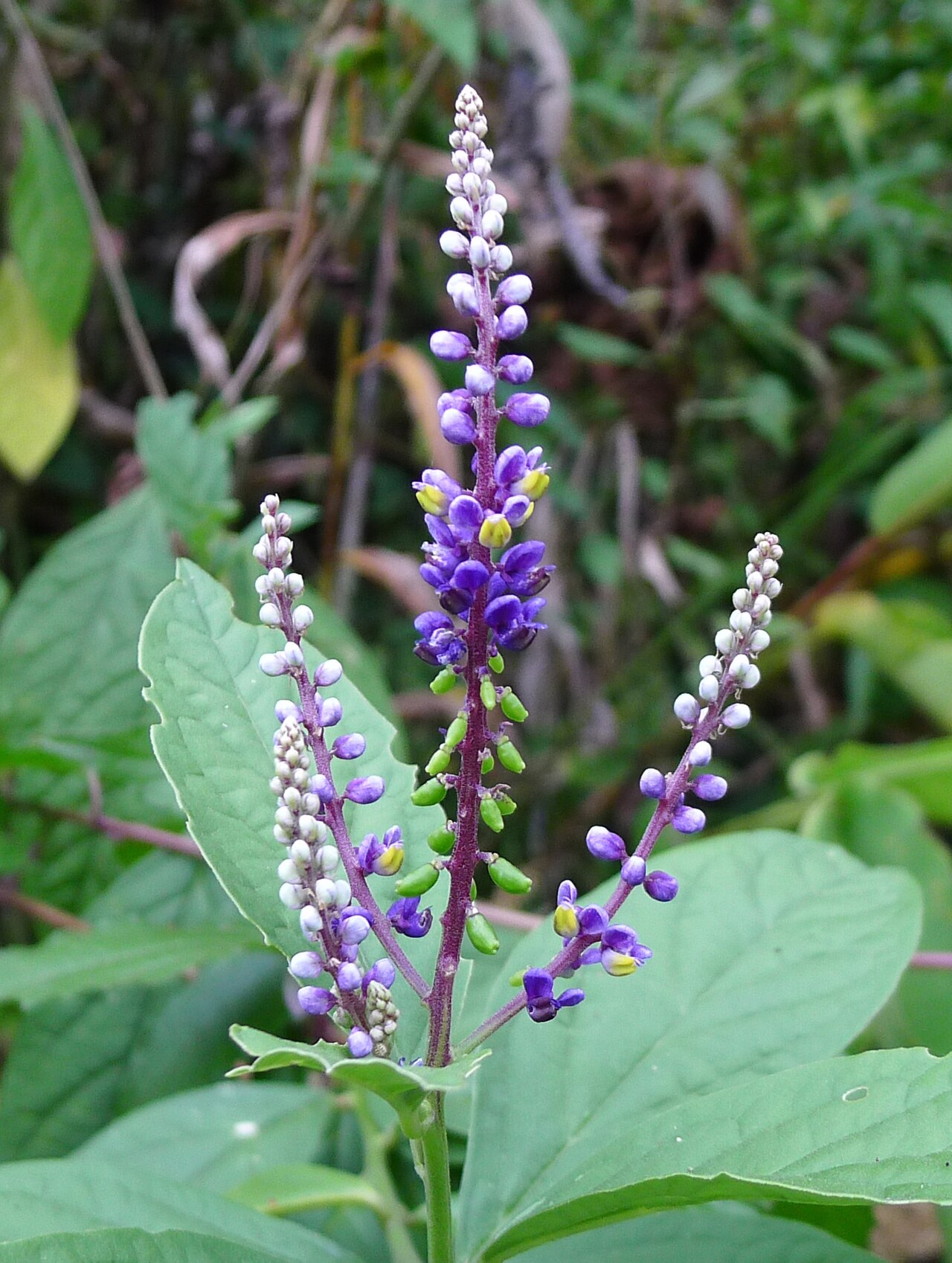 Monnina parasylvatica: Monnina parasylvatica , in Costa Rica