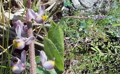 Monnina resedoides: Fotos tomadas en cerro pedregoso cercano a Palmar y entre rocas al margen del Lago,departamento de Soriano