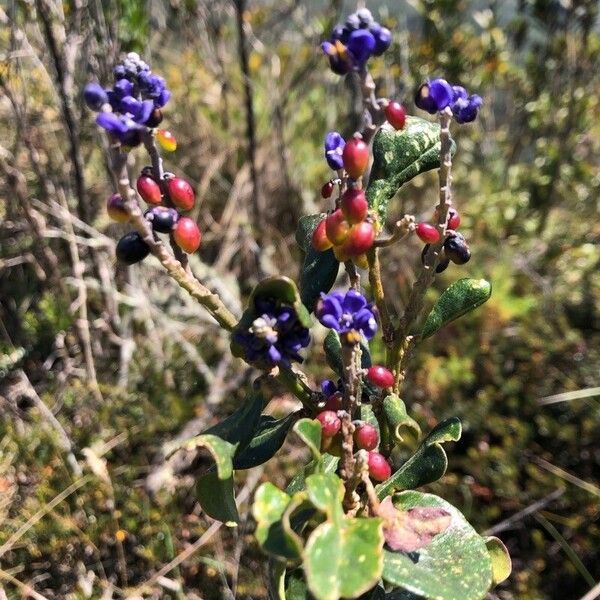 Monnina salicifolia (Monnina salicifolia)