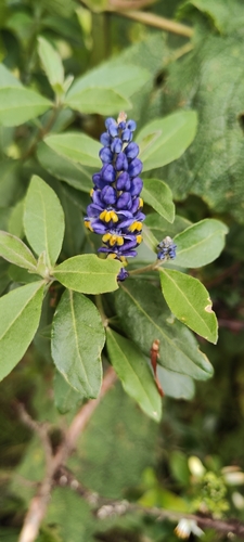 Monnina salicifolia (Monnina salicifolia)