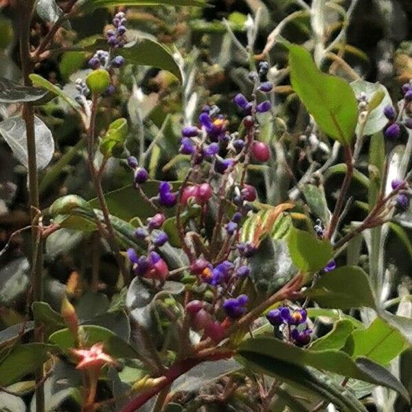 Monnina salicifolia (Monnina salicifolia)