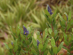 Monnina salicifolia (Monnina salicifolia)