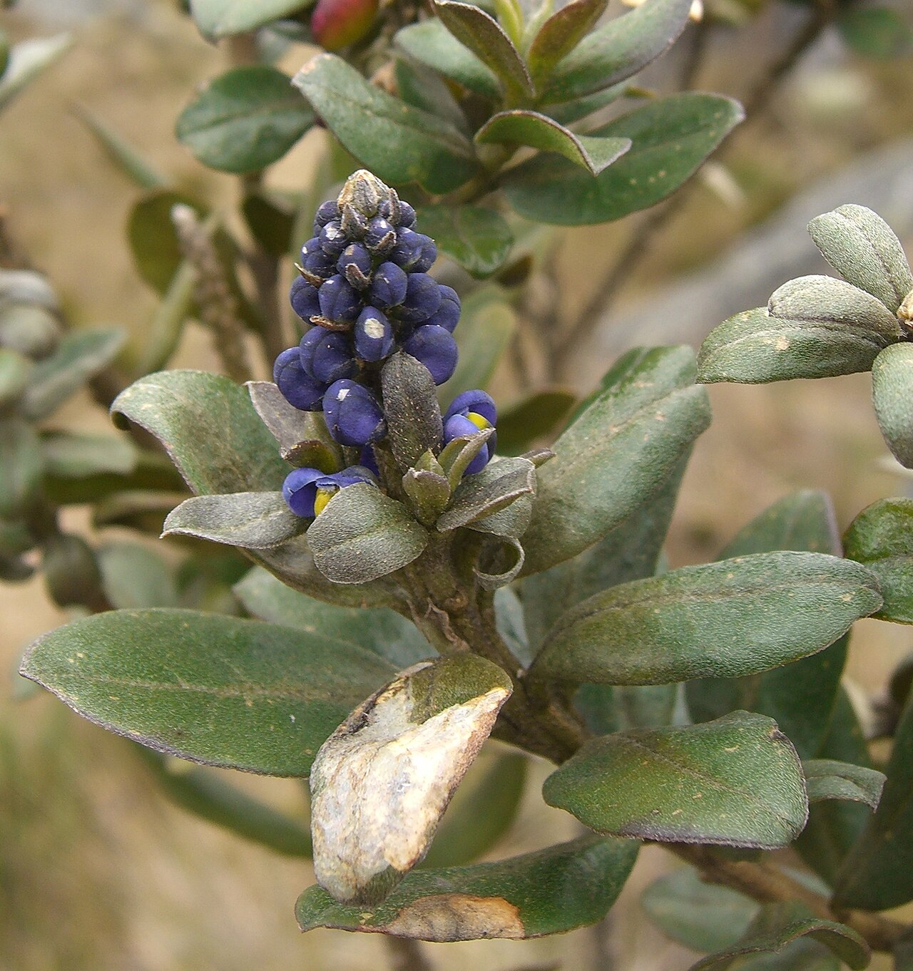 Monnina salicifolia: Please report references to spam@lagrada.de .