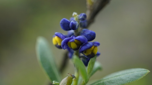 Monnina salicifolia (Monnina salicifolia)