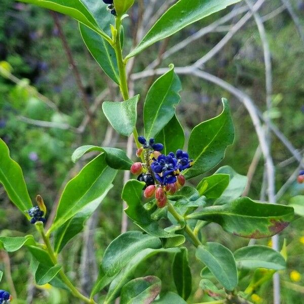 Monnina salicifolia (Monnina salicifolia)