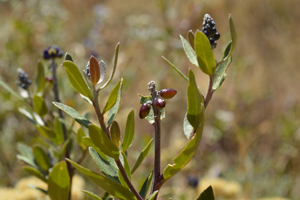 Monnina salicifolia: Flores y hojas de Muchuy (Monnina salicifolia) en la Cordillera Blanca. Foto tomada en agosto de 2019 en el camino de Pitec a Llupa.