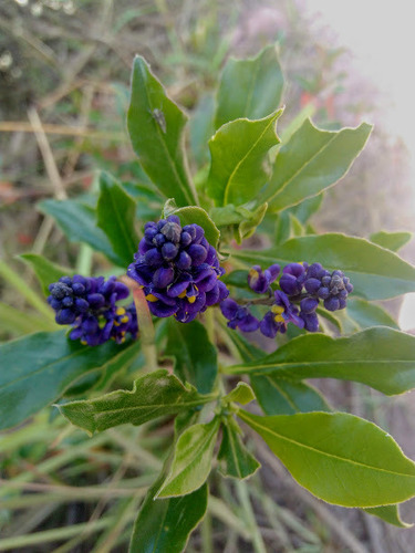 Monnina salicifolia (Monnina salicifolia)