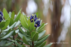 Monnina salicifolia (Monnina salicifolia)