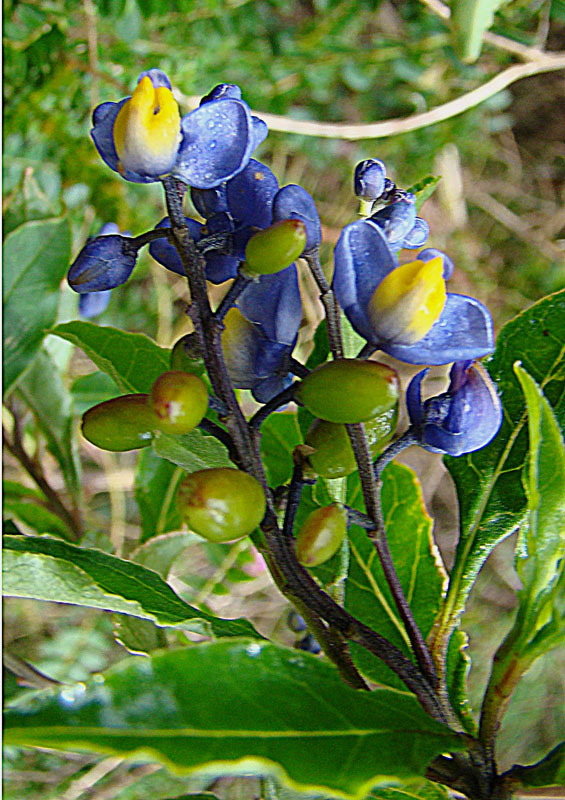 Monnina saprogena: Found on the mountains of Costa Rica and Panama. Photo from Volcan Baru, western Panama. In context at www.dixpix.ca/meso_america/Flora/mixed/index.html