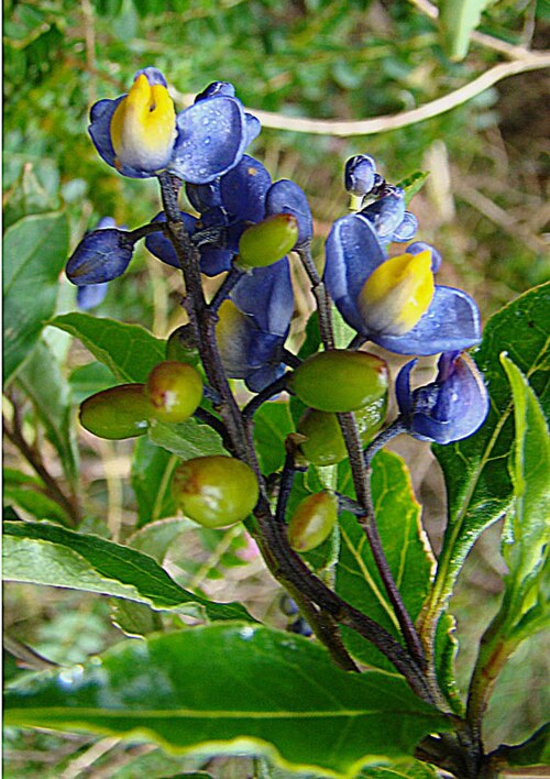 Monnina saprogena: Found on the mountains of Costa Rica and Panama. Photo from Volcan Baru, western Panama. In context at www.dixpix.ca/meso_america/Flora/mixed/index.html