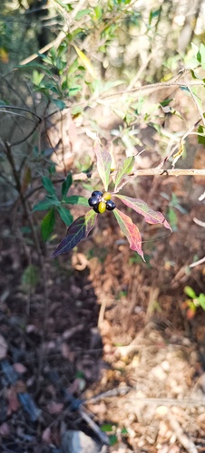 Monnina schlechtendaliana (Monnina schlechtendaliana)