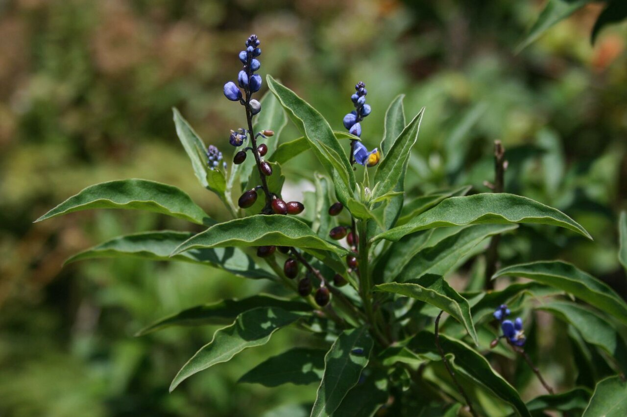 Monnina xalapensis: Monnina xalapensis s.lat. (incl. M. pittieri ), Kreuzblumengewächse (Polygalaceae) - Costa Rica: Prov. Cartago, Cordillera de Talamanca, Carretera Interamerican